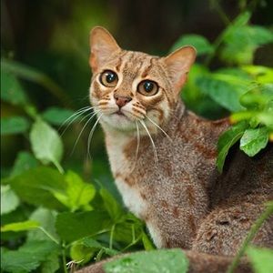 Meet your Posher, Hanying